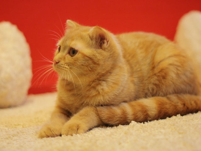 スコティッシュフォールドの子猫画像