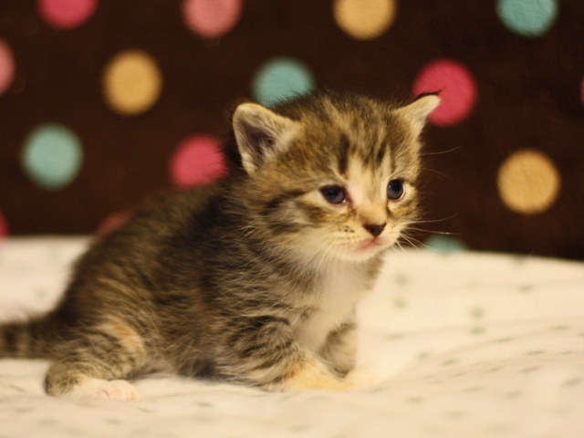 スコティッシュフォールドの子猫画像