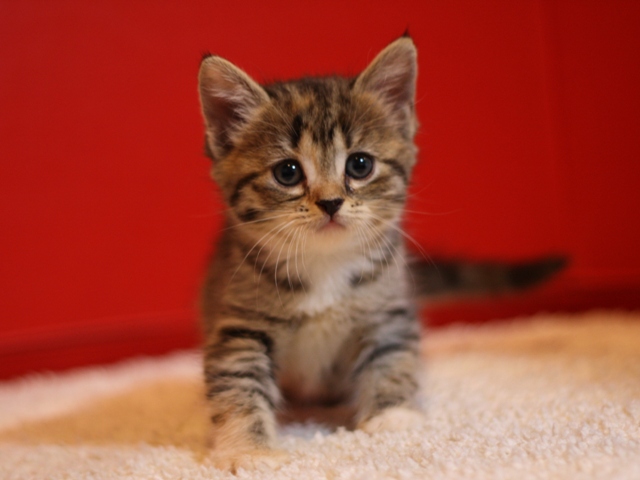スコティッシュフォールドの子猫画像