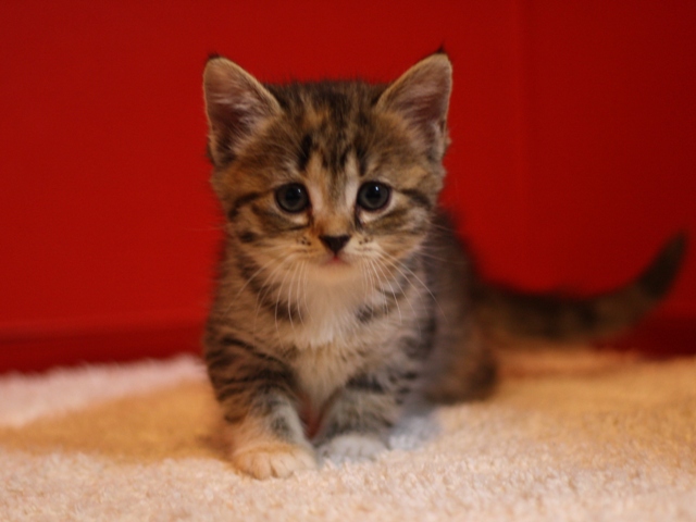スコティッシュフォールドの子猫画像