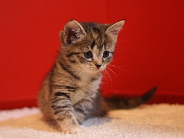 スコティッシュフォールドの子猫画像