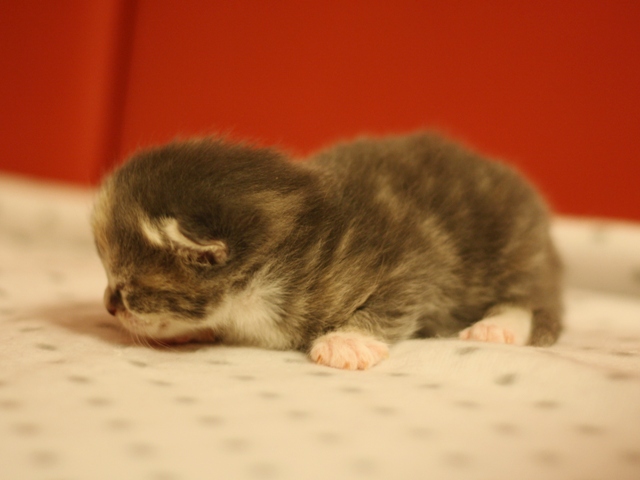スコティッシュフォールドの子猫画像