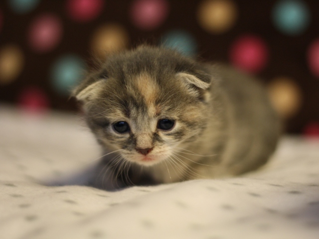 スコティッシュフォールドの子猫画像