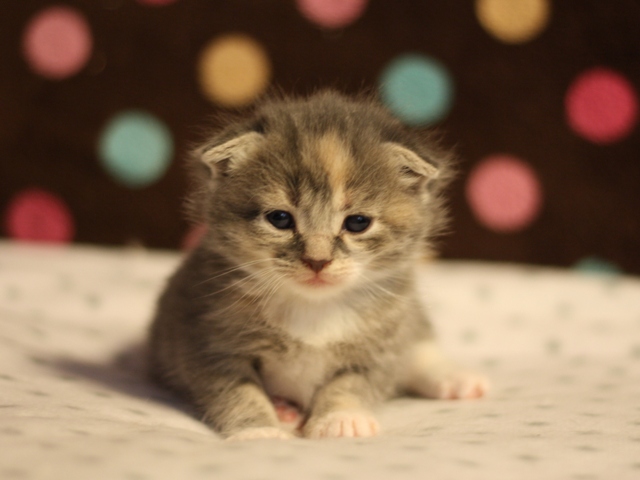 スコティッシュフォールドの子猫画像