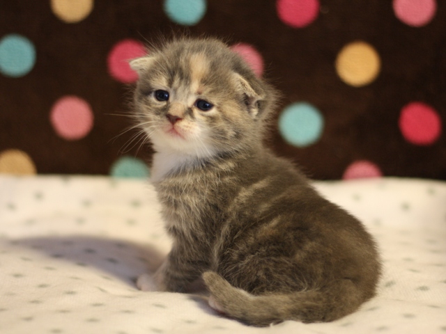 スコティッシュフォールドの子猫画像