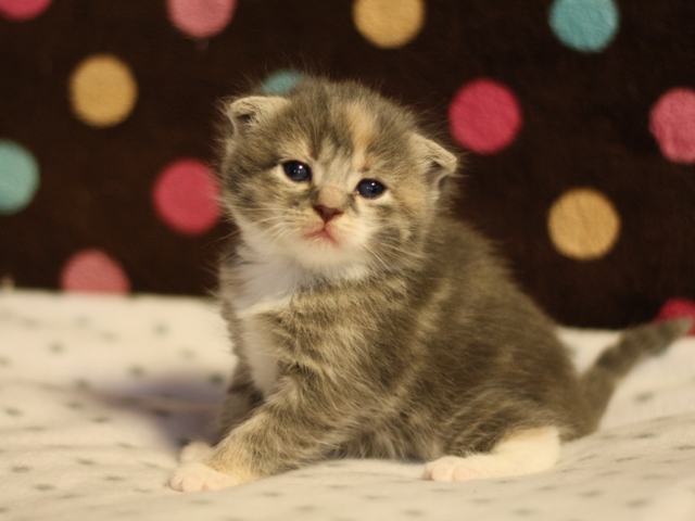 スコティッシュフォールドの子猫画像