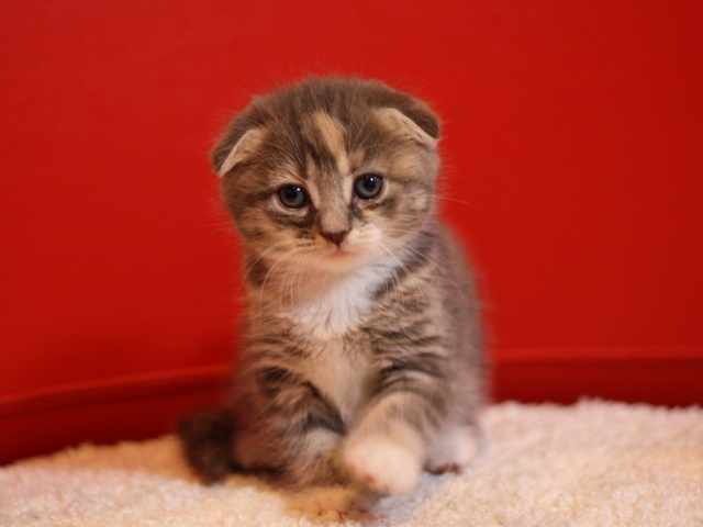 スコティッシュフォールドの子猫画像