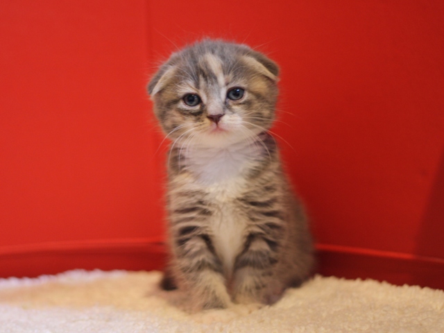 スコティッシュフォールドの子猫画像