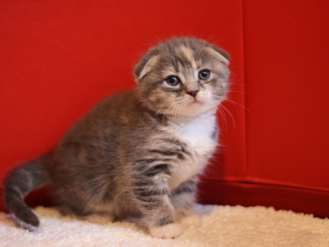 スコティッシュフォールドの子猫画像