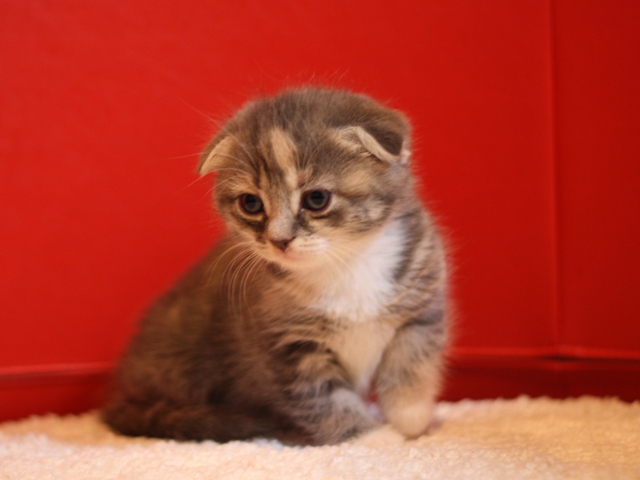 スコティッシュフォールドの子猫画像