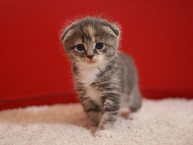 スコティッシュフォールドの子猫画像