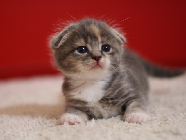 スコティッシュフォールドの子猫画像