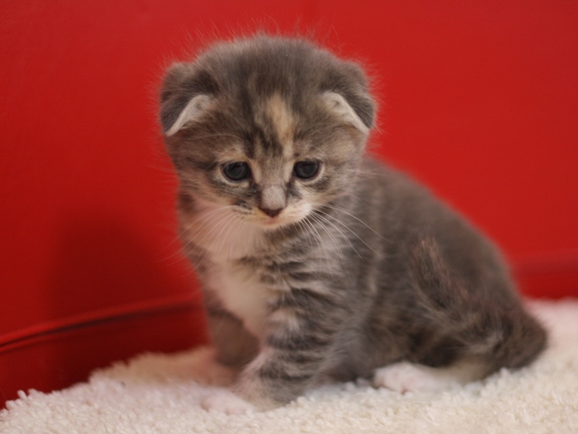 スコティッシュフォールドの子猫画像