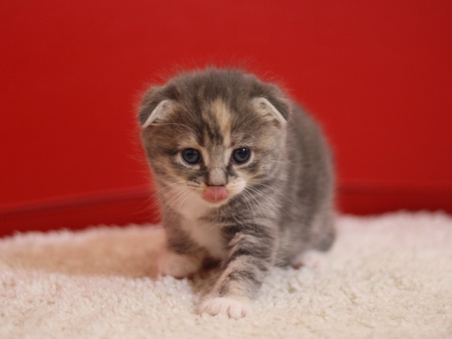 スコティッシュフォールドの子猫画像