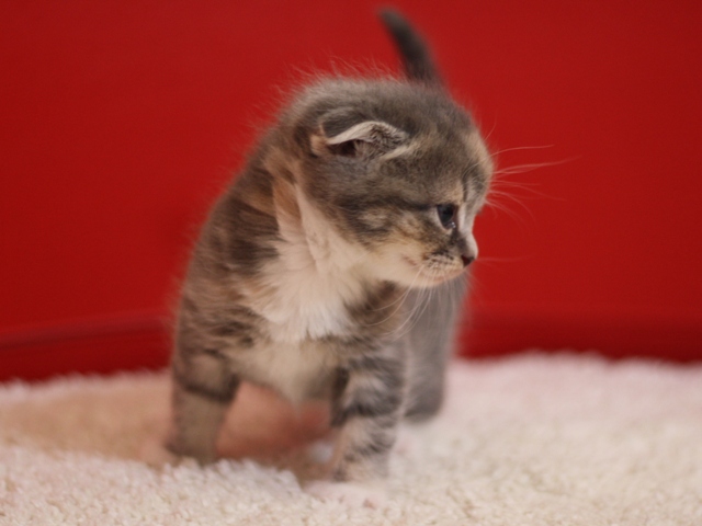 スコティッシュフォールドの子猫画像