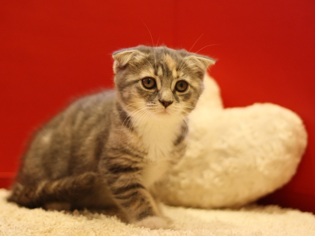 スコティッシュフォールドの子猫画像