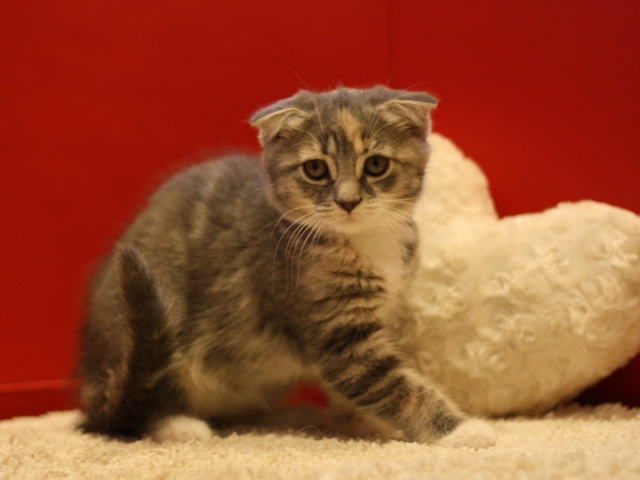スコティッシュフォールドの子猫画像