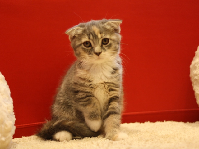 スコティッシュフォールドの子猫画像