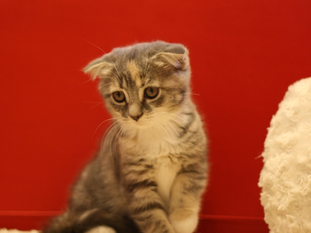 スコティッシュフォールドの子猫画像