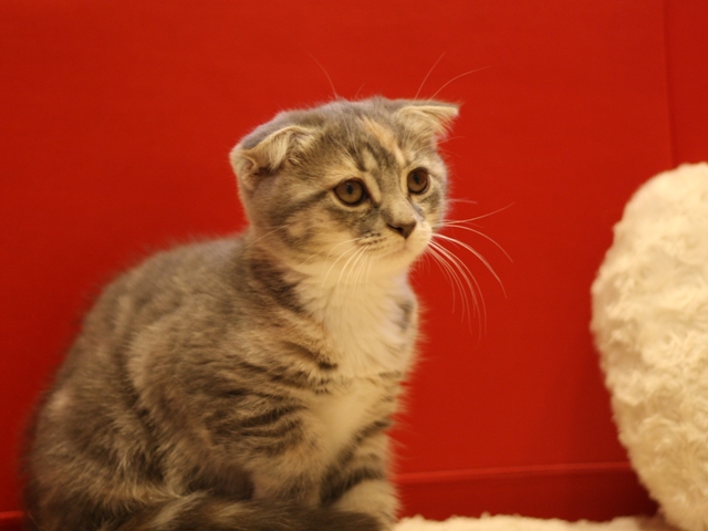 スコティッシュフォールドの子猫画像