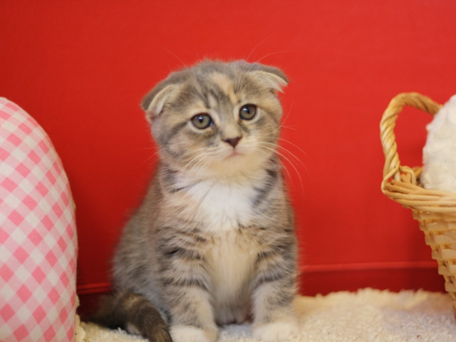 スコティッシュフォールドの子猫画像