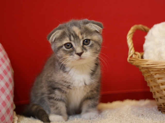 スコティッシュフォールドの子猫画像