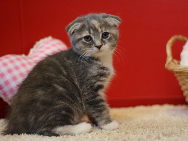 スコティッシュフォールドの子猫画像