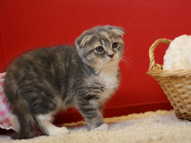 スコティッシュフォールドの子猫画像
