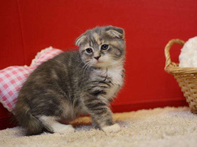 スコティッシュフォールドの子猫画像