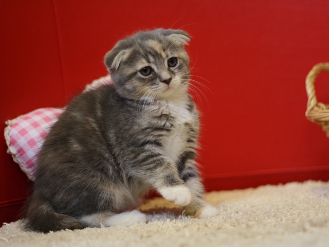 スコティッシュフォールドの子猫画像