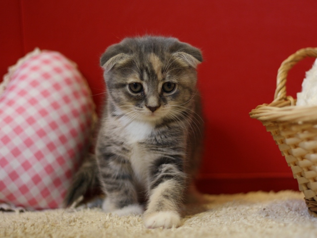 スコティッシュフォールドの子猫画像