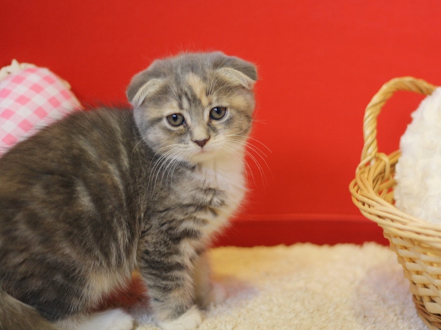 スコティッシュフォールドの子猫画像