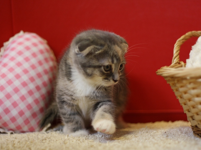スコティッシュフォールドの子猫画像