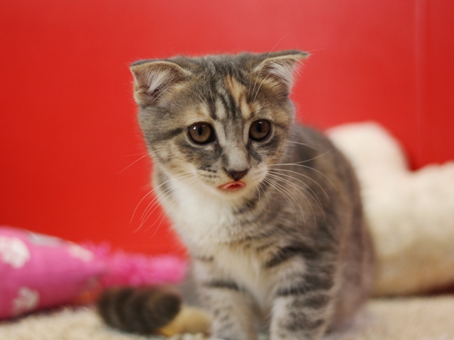 スコティッシュフォールドの子猫画像