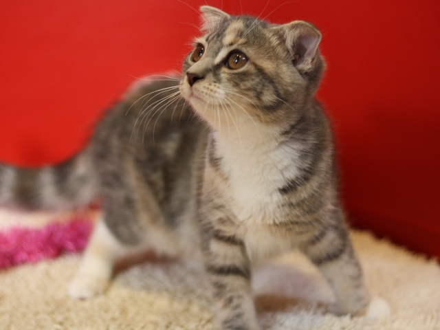 スコティッシュフォールドの子猫画像