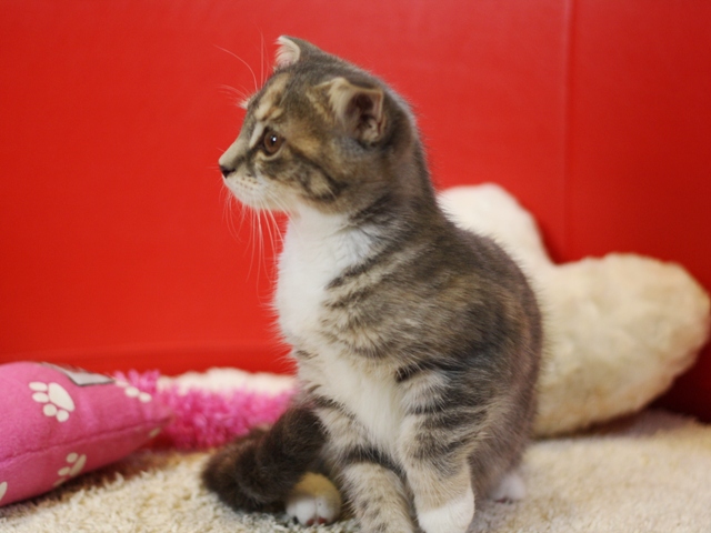 スコティッシュフォールドの子猫画像