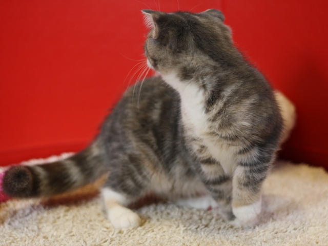 スコティッシュフォールドの子猫画像