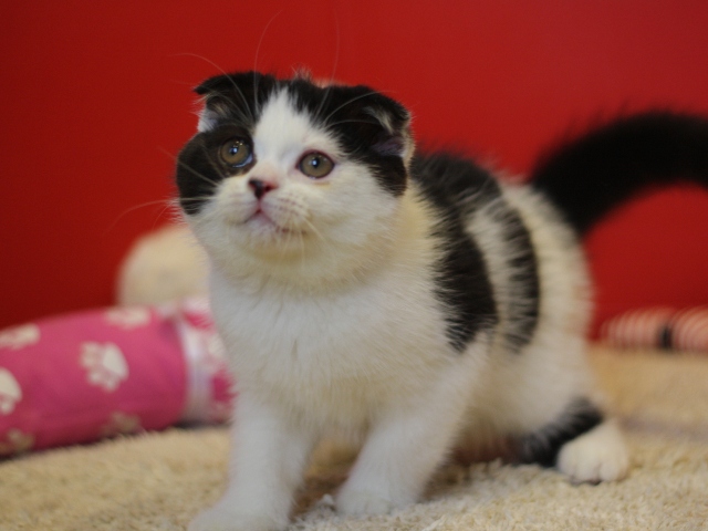 スコティッシュフォールドの子猫画像