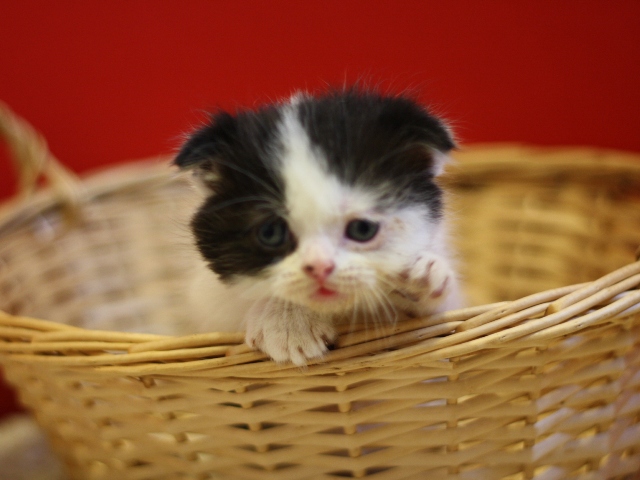 スコティッシュフォールドの子猫画像