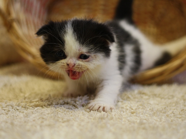 スコティッシュフォールドの子猫画像