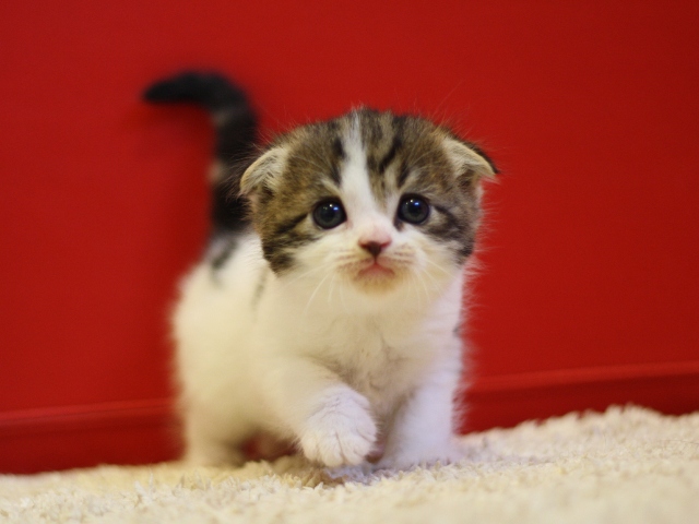 スコティッシュフォールドの子猫画像