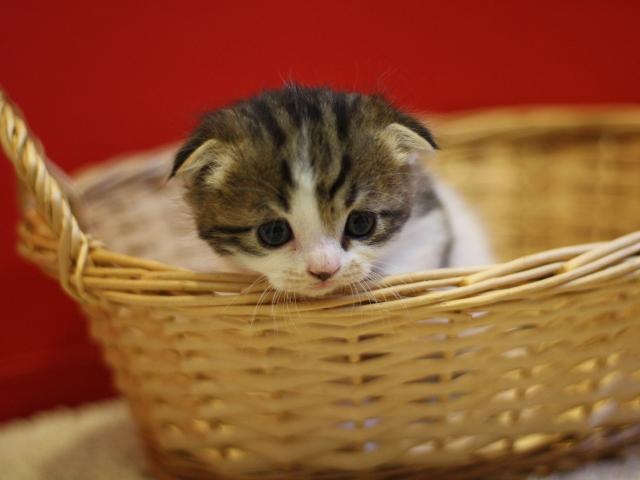 スコティッシュフォールドの子猫画像