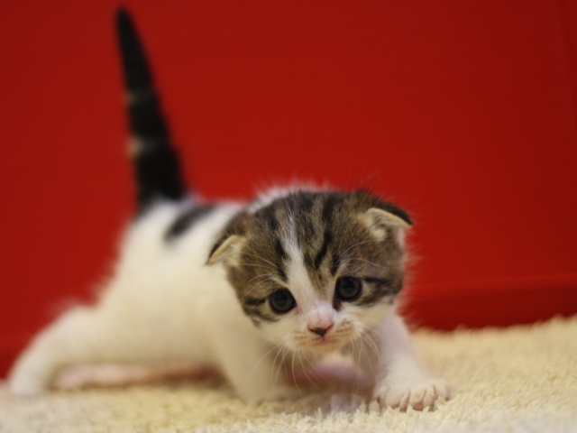 スコティッシュフォールドの子猫画像