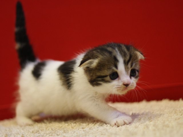 スコティッシュフォールドの子猫画像