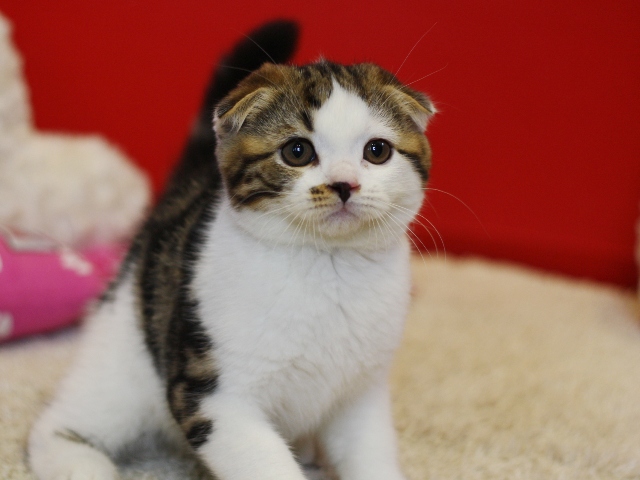 スコティッシュフォールドの子猫画像
