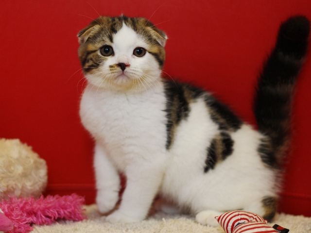 スコティッシュフォールドの子猫画像