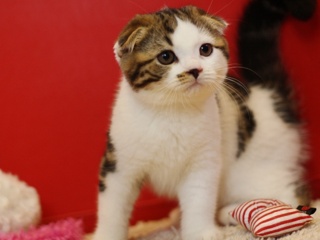 スコティッシュフォールドの子猫画像