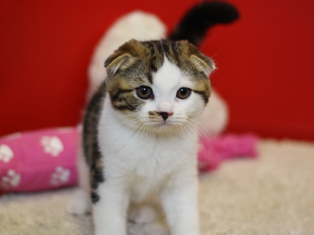 スコティッシュフォールドの子猫画像