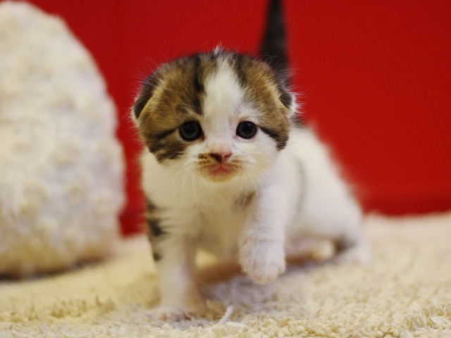 スコティッシュフォールドの子猫画像