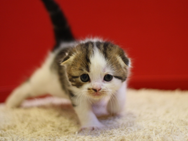 スコティッシュフォールドの子猫画像